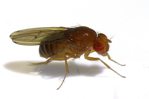 Réf. 342 430 : Drosophila immigrans